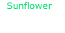 Sunflower  Post Malone, Swae Lee
